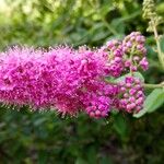 Spiraea douglasii फूल