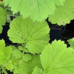 Geum macrophyllum ഇല