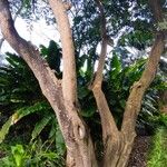 Cocculus laurifolius Habit