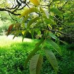 Juglans regia पत्ता