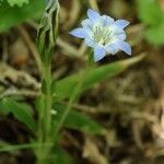 Gentiana thunbergiiKvět