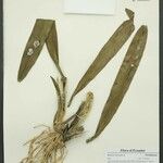 Brassia lanceana Іншае