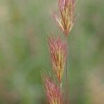 Bromus rubens Blüte