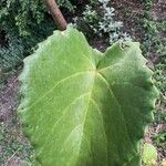 Cissus rotundifolia Hoja