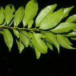 Symplococarpon purpusii Hoja