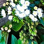 Ageratina adenophora Цвят