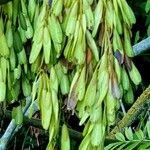 Fraxinus excelsior 果實