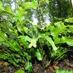 Asplenium scolopendrium Libunga
