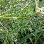 Tripleurospermum maritimum Blatt