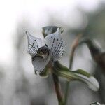 Chloraea multiflora Flower