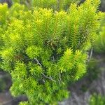 Erica azorica Fuelha