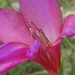 Gladiolus illyricus Bloem
