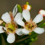 Sannantha leratii Flower