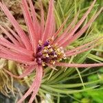 Tillandsia ionantha 花