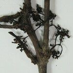 Neea floribunda Other