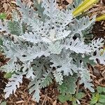 Centaurea cineraria Leaf