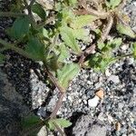 Campanula erinus Leaf