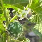 Solanum viarum 花