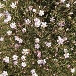 Petrorhagia saxifraga Flower