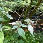 Pycnanthemum incanum Flower