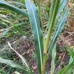 Sorghum halepense Blatt