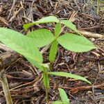 Inga edulis Leaf