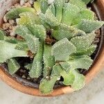 Aloinopsis luckhoffii Deilen