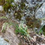 Poa alpina Leaf