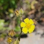 Potentilla gracilis Flower
