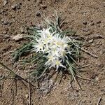 Leucocrinum montanum Flower