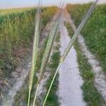 Hordeum bulbosum Leaf