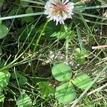 Trifolium repensBlomst