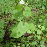 Alliaria petiolata Habit