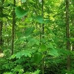 Populus grandidentata Celota