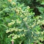 Artemisia princeps ഇല