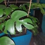 Monstera minima Blatt