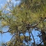 Pinus ponderosa برگ