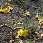 Cochlospermum tinctorium Hábito