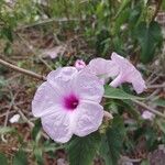 Ipomoea carnea Flor