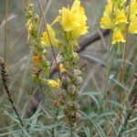 Linaria angustissima Fruit