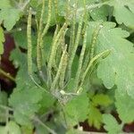 Chelidonium majus Frucht