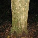 Chaetocarpus schomburgkianus Corteza