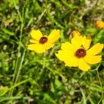 Coreopsis leavenworthii Flor