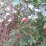 Euonymus europaeusFlower