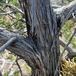 Juniperus monosperma Casca