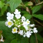 Lantana achyranthifolia ᱵᱟᱦᱟ