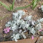 Kalanchoe pumilaFlower