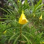 Thevetia peruviana Blomst