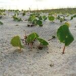 Hydrocotyle bonariensis 葉