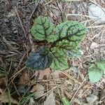 Salvia lyrata Leaf